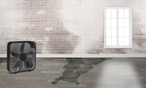 Best Carpet water damage restoration  in Crockett, TX